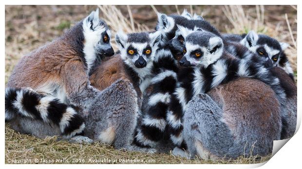 Group of ring-tailed lemurs snoozing in the sun. Print by Jason Wells
