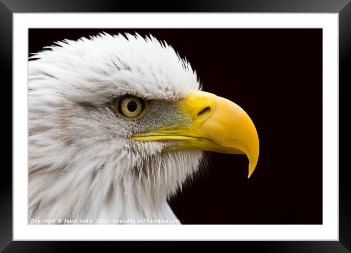 Portrait of a Bald Eagle. Framed Mounted Print by Jason Wells