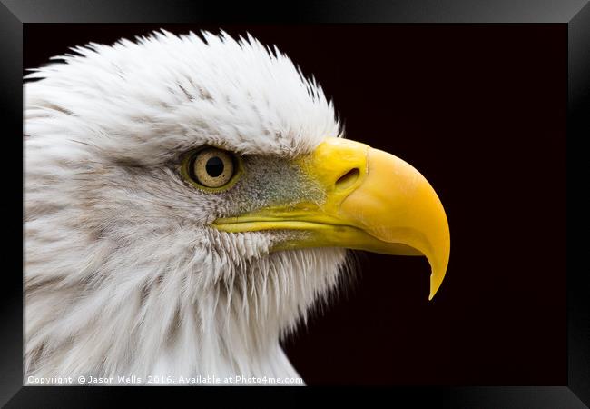 Portrait of a Bald Eagle. Framed Print by Jason Wells