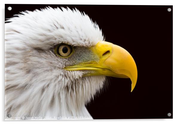Portrait of a Bald Eagle. Acrylic by Jason Wells