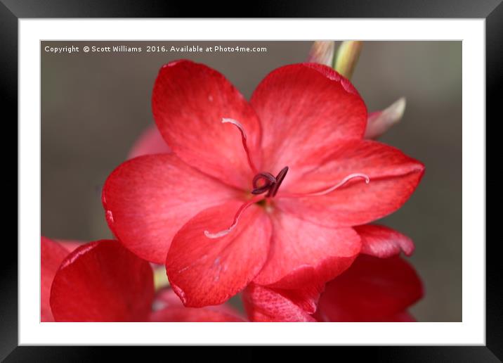 Pretty red flower Framed Mounted Print by Scott Williams
