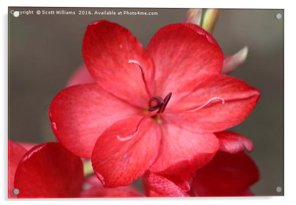 Pretty red flower Acrylic by Scott Williams