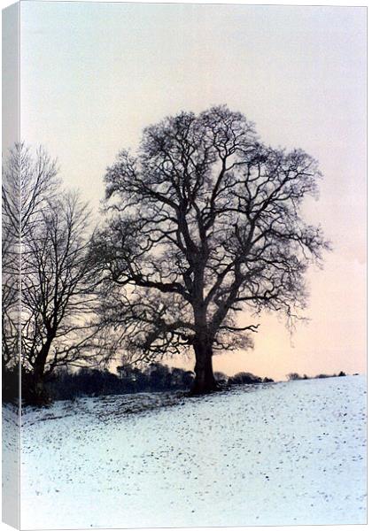 Winter Trees Canvas Print by Paul Leviston