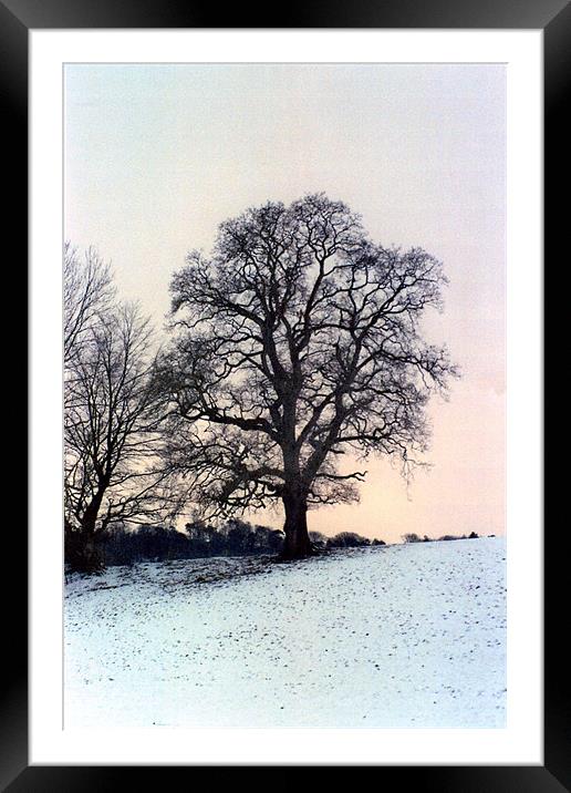 Winter Trees Framed Mounted Print by Paul Leviston