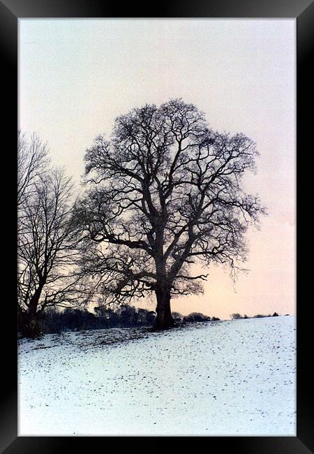Winter Trees Framed Print by Paul Leviston