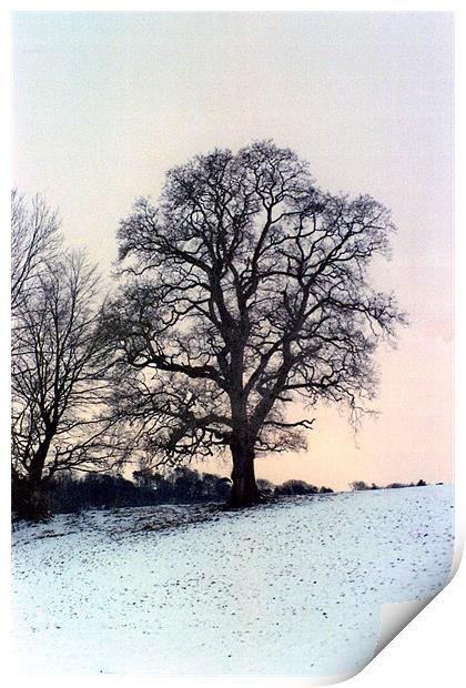 Winter Trees Print by Paul Leviston