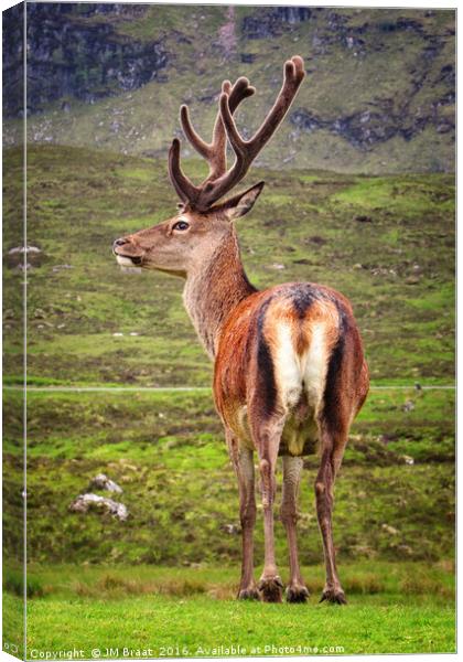 Majestic Highland Stag in Scotland Canvas Print by Jane Braat