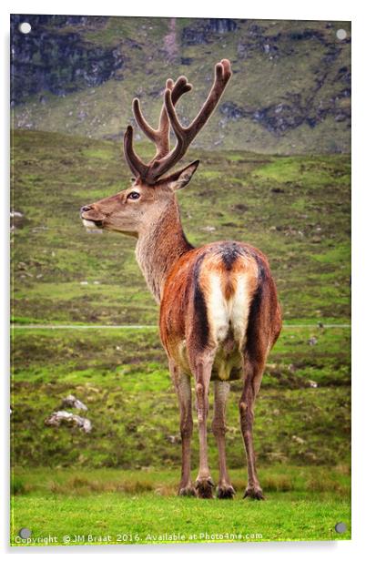 Majestic Highland Stag in Scotland Acrylic by Jane Braat