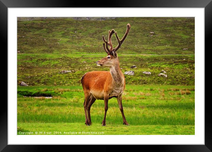 Highland Stag Framed Mounted Print by Jane Braat