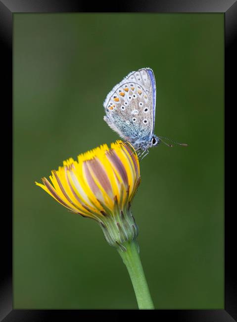 Common Blue on yellow Framed Print by Iain Leadley