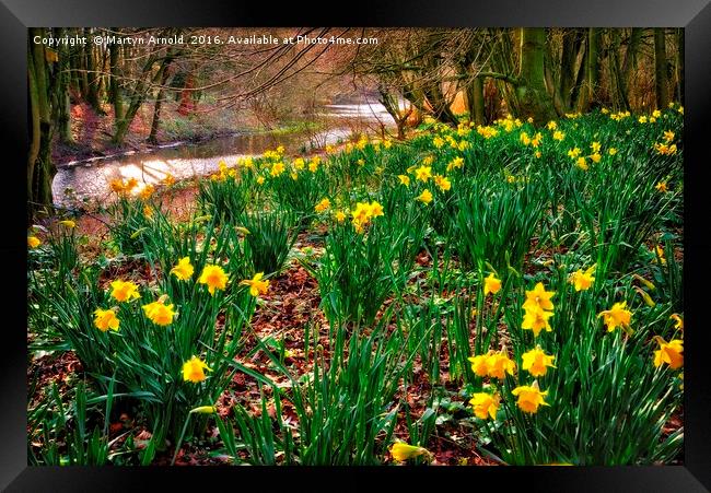 Riverside Daffodils (Narcissus) Framed Print by Martyn Arnold