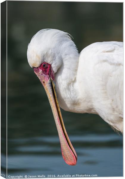 African Spoonbill up close. Canvas Print by Jason Wells