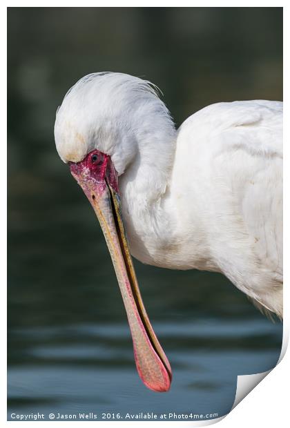 African Spoonbill up close. Print by Jason Wells