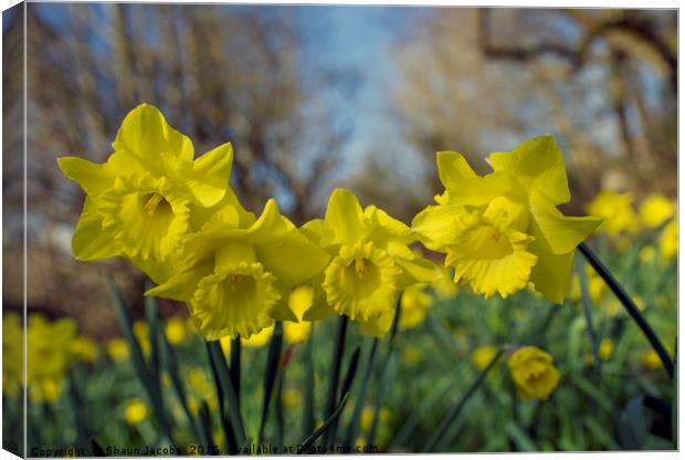 Daffodil flowers  Canvas Print by Shaun Jacobs