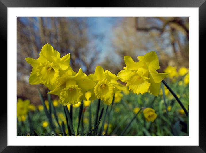 Daffodil flowers  Framed Mounted Print by Shaun Jacobs