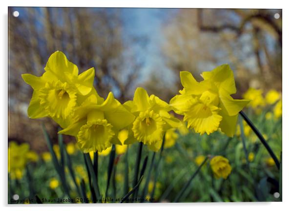 Daffodil flowers  Acrylic by Shaun Jacobs