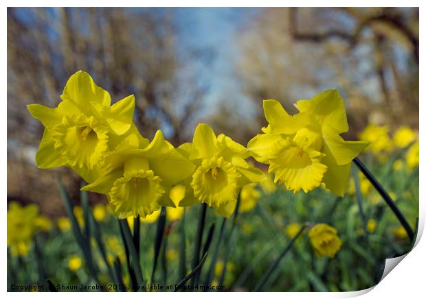 Daffodil flowers  Print by Shaun Jacobs