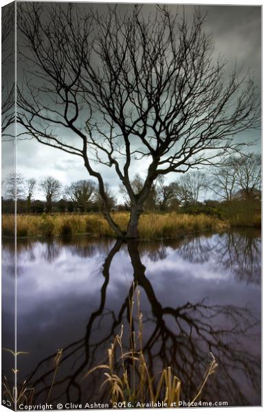 The Old Tree Canvas Print by Clive Ashton