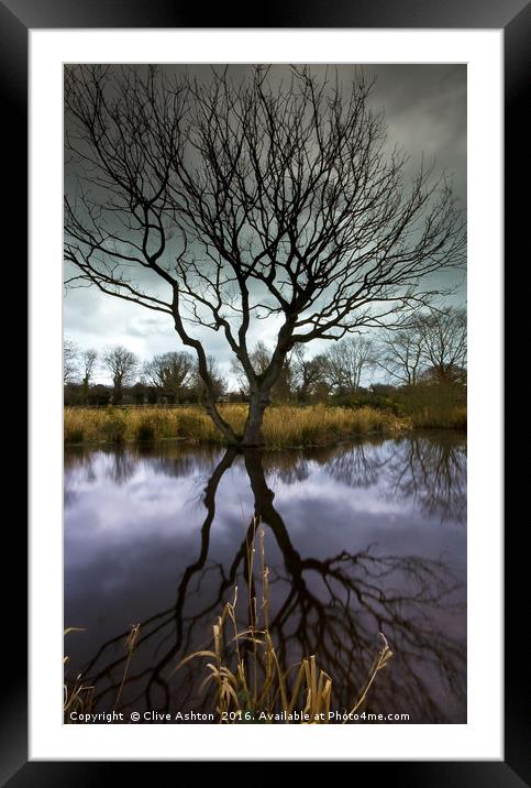 The Old Tree Framed Mounted Print by Clive Ashton