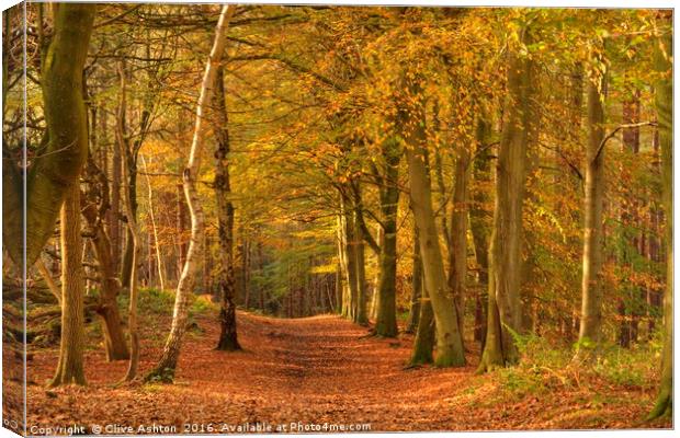 A walk in the woods Canvas Print by Clive Ashton