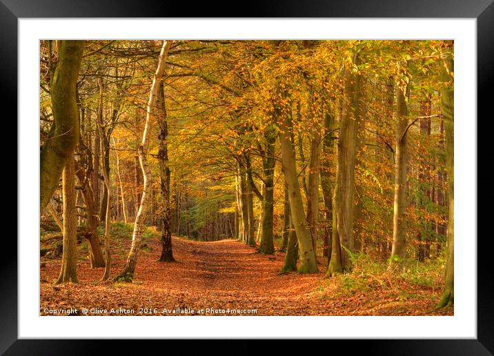A walk in the woods Framed Mounted Print by Clive Ashton