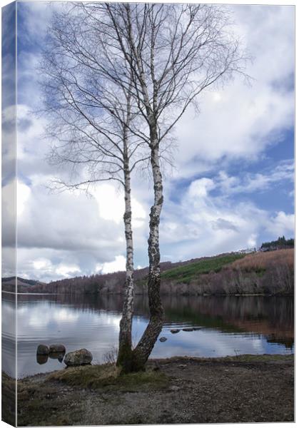 Birch Trees by Loch Achilty Canvas Print by Jacqi Elmslie