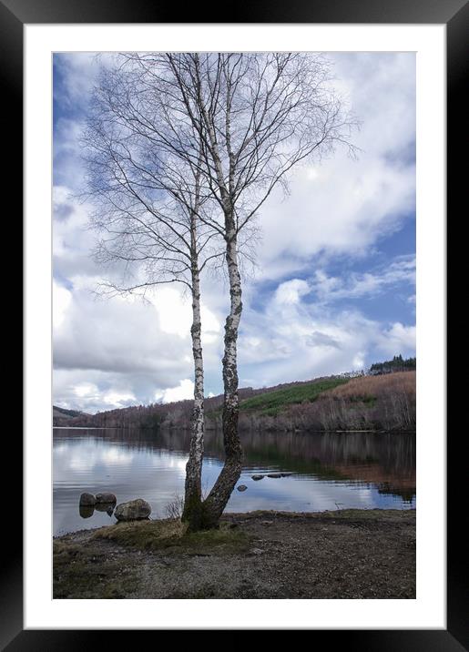 Birch Trees by Loch Achilty Framed Mounted Print by Jacqi Elmslie