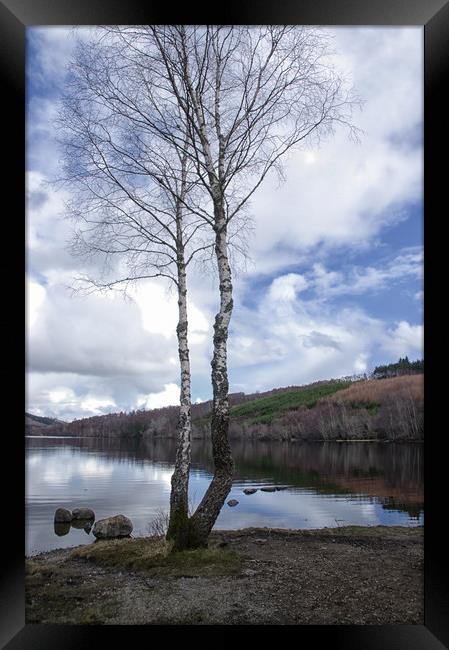 Birch Trees by Loch Achilty Framed Print by Jacqi Elmslie