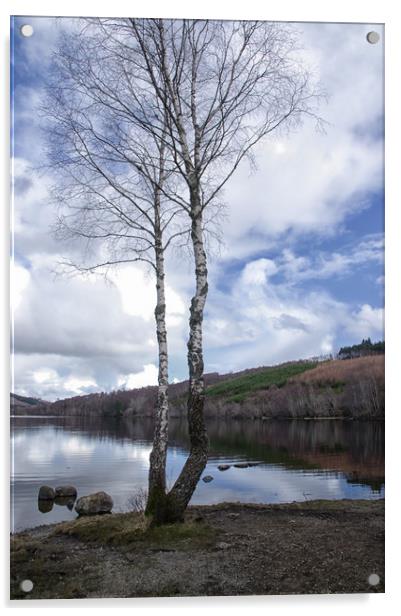 Birch Trees by Loch Achilty Acrylic by Jacqi Elmslie