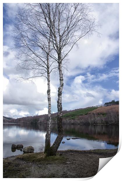 Birch Trees by Loch Achilty Print by Jacqi Elmslie