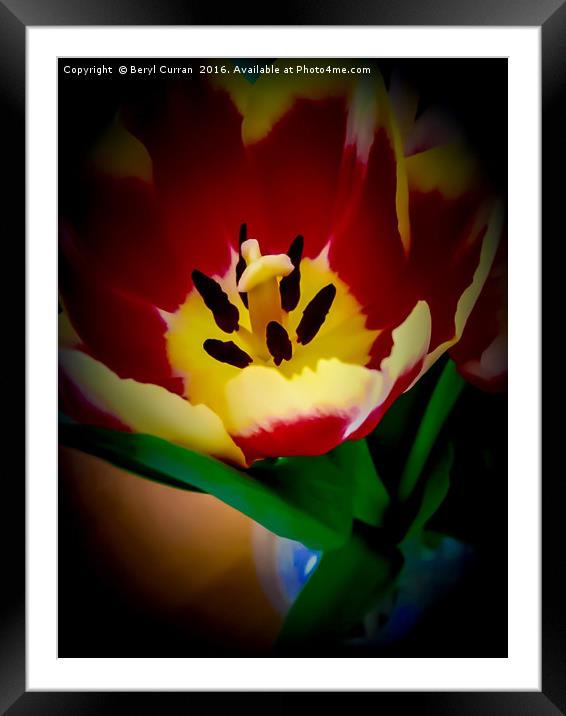 Vibrant Red Tulips Framed Mounted Print by Beryl Curran