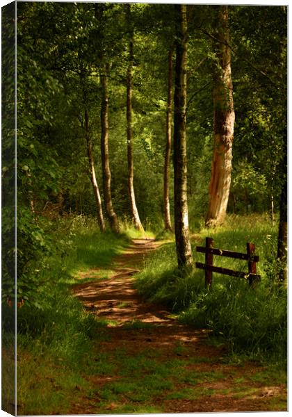 Sunlight in the forest Canvas Print by Sonia Packer