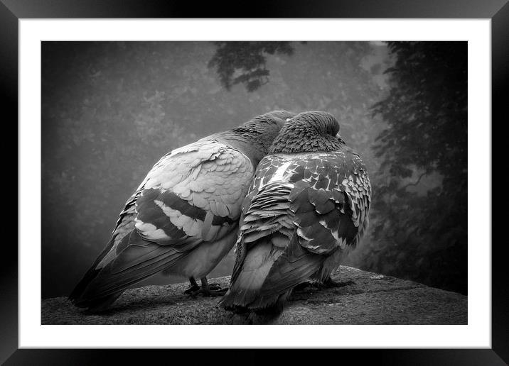 Two birds Framed Mounted Print by Sonia Packer