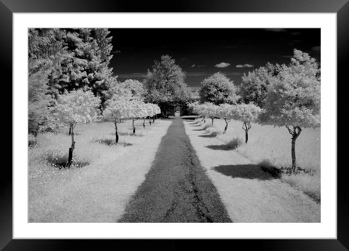 Infrared tree lined path Framed Mounted Print by Sonia Packer
