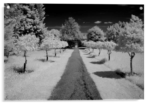 Infrared tree lined path Acrylic by Sonia Packer