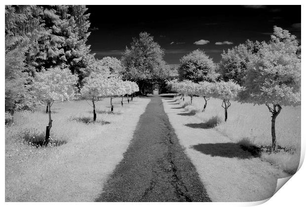 Infrared tree lined path Print by Sonia Packer