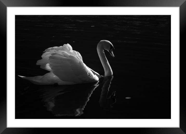 Swan Lake Framed Mounted Print by Sonia Packer