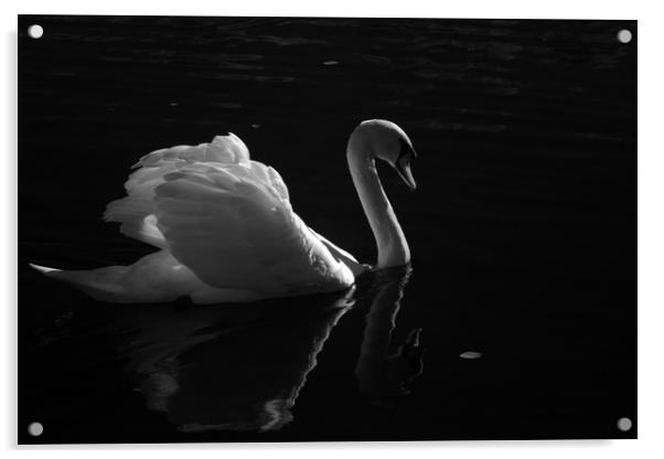 Swan Lake Acrylic by Sonia Packer
