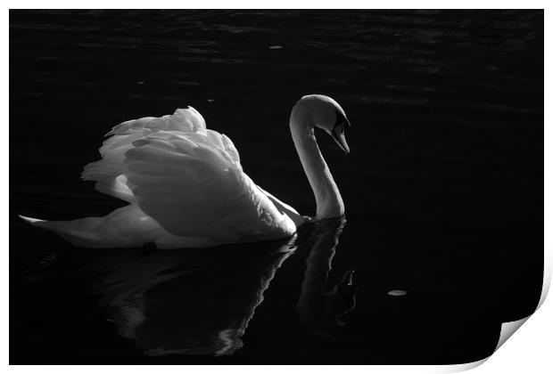 Swan Lake Print by Sonia Packer