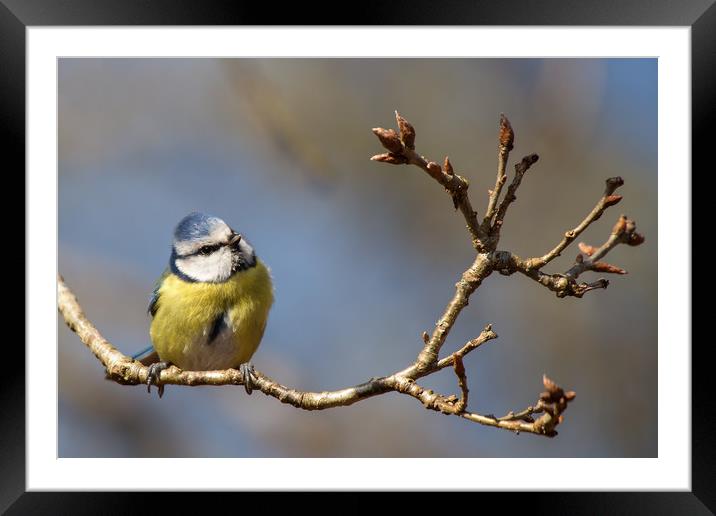 Bluetit lost in thought..... Framed Mounted Print by Jennie Franklin