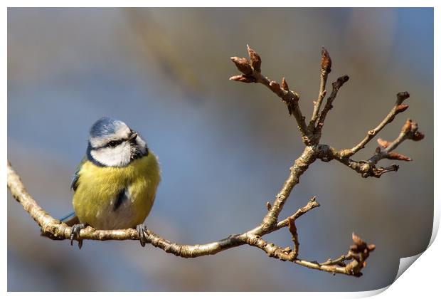Bluetit lost in thought..... Print by Jennie Franklin