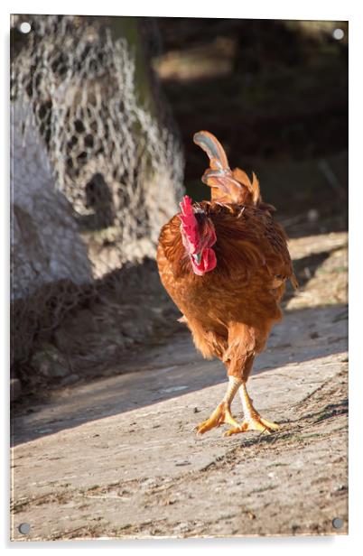 Chicken Walk Acrylic by Jennie Franklin