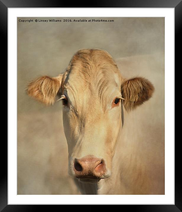 Cow Portrait Framed Mounted Print by Linsey Williams