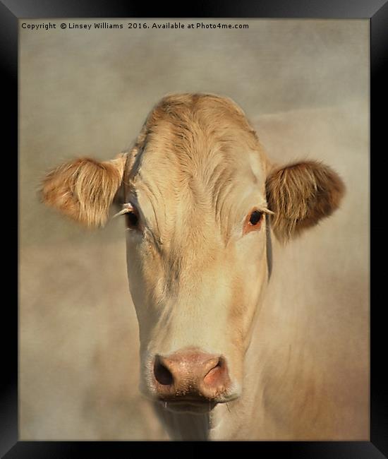Cow Portrait Framed Print by Linsey Williams