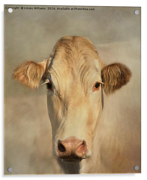 Cow Portrait Acrylic by Linsey Williams