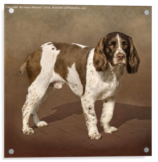 English Springer Spaniel Acrylic by Linsey Williams