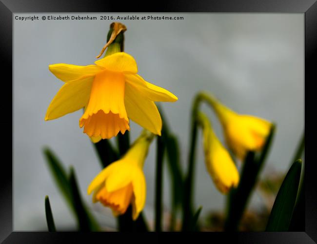 Just Daffodils Framed Print by Elizabeth Debenham
