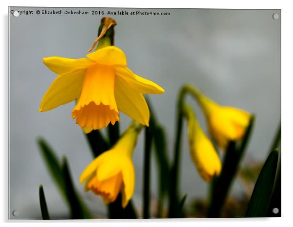 Just Daffodils Acrylic by Elizabeth Debenham