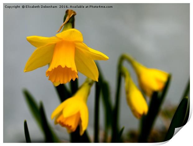 Just Daffodils Print by Elizabeth Debenham