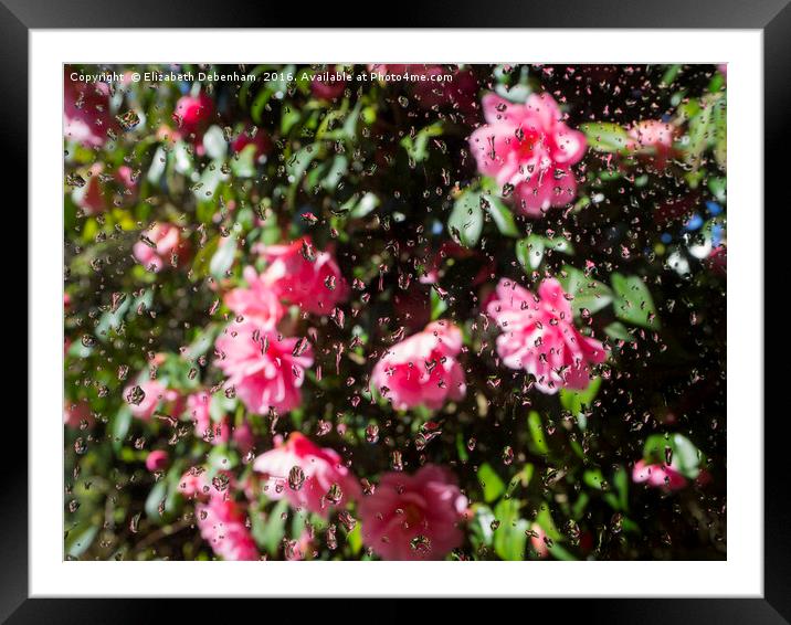 Camellia Shower Framed Mounted Print by Elizabeth Debenham